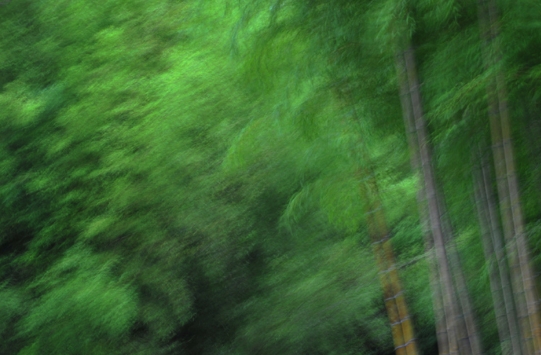 라규채展 - Bamboo, 空에 美親다